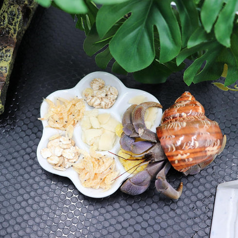 Neeenn 3 Pack Hermit Crab Food Bowl & Water Dish, Ceramic Hermit Crab Feeder Kit, Suitable for Hermit Crab Tarantula