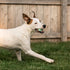 Mammoth Chew King by Dental Dog Toy Collection, Teether Ball Clinically Proven to Remove Plaque