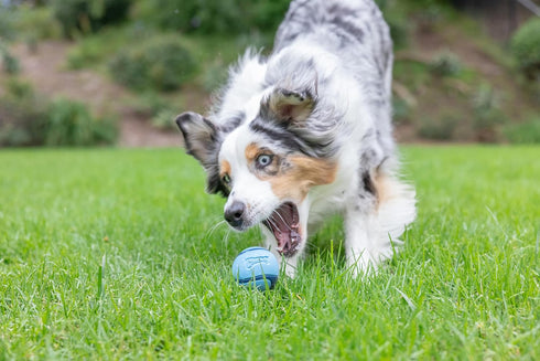 Chuckit! Sniff Fetch Balls Canister, Pack of 4 for Medium Dog Breeds (20-60 lbs)