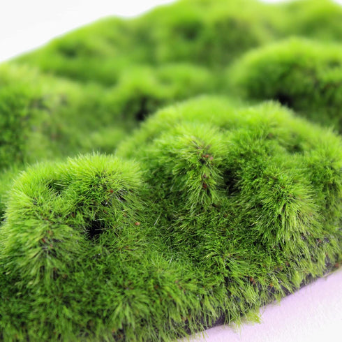 Penn-Plax Aqua-Flora Living Resin Decoration with Embedded Glosso Plant Seeds for Freshwater Fish
