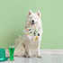 St. Patrick's Day Dog Collar with Bow Tie, Irish Shamrock Clover Collar for Small Medium Large Pets, Medium Size