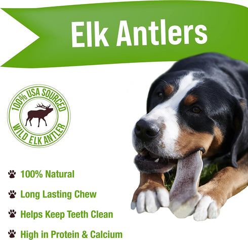 Buck Bone Organics Elk Antlers for Dogs - Long Lasting Dog Chews for Aggressive Chewers - All Natural (Jumbo)