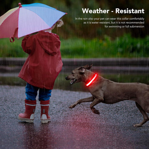LED Light Up Dog Collars, Micro USB Rechargeable Waterproof, Adjustable Glow Dark Collar for Night Walking for Small