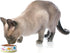 PetRageous 17011 Early Bird Cat Bowl, 2-Cup Capacity, 5-Inch Diameter, 2-Inch Tall, White, Dishwasher Safe