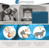 6 Bayer Dermoscent Essential Spot On Skin Care for Cats Pet Itch Remedies