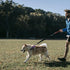 Martingale Collar for Training Dogs, Adjustable Reflective with USA Flag, NO Pull, for Medium Large XL Dogs, L, Purple