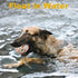 Indestructible Dog Balls, 2pcs Durable High Elasticity Interactive Toy for Training Catch and Fetch, 3in for All Dogs