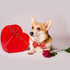 Valentine's Day Dog Collar with Bow Tie, Cute Holiday Collar for Medium Dogs, Boys, Girls, Puppy Pets.