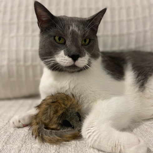 SPOT 8.5in, 1 Shaggy Plush Giant Mouse - Cat Toy, Fuzzy Mice with Catnip and Rattle Toy for Indoor Cats and Kittens
