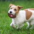 49ers NFL San Francisco Mega-chew Hard Nylon Bacon-flavored Dog Bone Football Chew Toy. Indestructible Interactive Toy