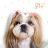 40 Pieces Hair Clips for Dogs, Cute 1 Inch Puppy Dog Barrettes, Multicolor Hair Accessories for Pet Grooming
