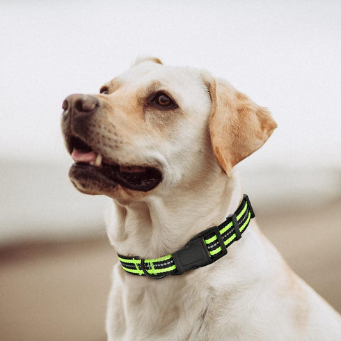 Mile High Life Reflective Dog Collar | Nylon Pet Collars wiith Buckle | Light Weight Puppy Collars | Lime Green Dog Collars for Large Dogs (Lime Green, L)
