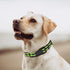 Mile High Life Reflective Dog Collar | Nylon Pet Collars wiith Buckle | Light Weight Puppy Collars | Lime Green Dog Collars for Large Dogs (Lime Green, L)