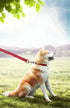 Long Dog/Puppy Lead 15ft 20ft 30ft 40ft 50ft, Obedience Recall Training Leashes for Small Medium Dogs, Red, 1" x 40FT