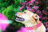 Elegant Little Tail Pink Dog Collar and Leash, Durable Adjustable Leather Collar for Small Dogs