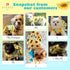 KYEESE Dog Dress for Medium Dogs - Sunflower Sundress with Tulle and Ruffle Sleeves, Dog Apparel