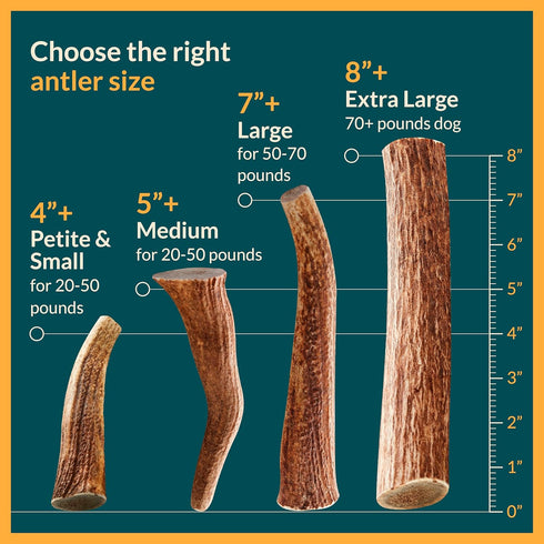 Split Elk Antler for Small Dogs- Grade A Long Lasting Chew for Aggressive Chewers - Elk Antlers Dog Antler Chews - Real, Organic Treats & Toys - Naturally Shed in USA