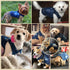 Cool Dog Jean Jacket for Small Medium Dogs, Puppy Outfits, Denim Coats for Boys Girls, Blue, XL (Suggest 12-16 lbs)