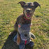 Nocciola Fairy Tale Squeaky Dog Toys, Cute Interactive Plush Stuffed Hide and Seek Cognitive Puzzle Puppy Crinkle Chew