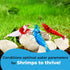 Calcium Rocks for Shrimps, Enhances Pet Color, Provides Hideout, Beneficial for Shedding, 1.7 oz. (50g)
