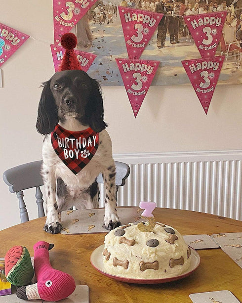 Dog Birthday Hat and Bandana Boy Set