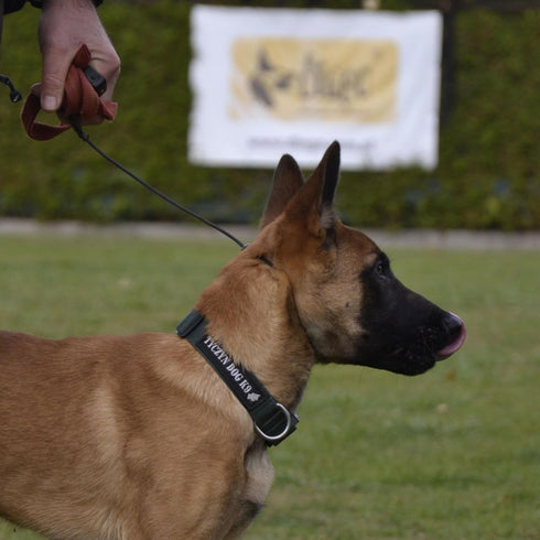 Dingo Gear Choke Collar for Dog Training, Handmade of Cord with 2 Limiters, Waterproof Black