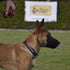 Dingo Gear Choke Collar for Dog Training, Handmade of Cord with 2 Limiters, Waterproof Black