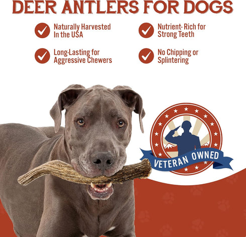 Heartland Deer Antlers for Dogs, Grade A Naturally Shed Antlers, Chew Toy for Aggressive Chewers & Teething Puppies
