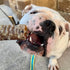 (7" 16 OZ) Dog Chews Beef Trachea Dog Treat Chew Made in USA. Grass Fed Farm-Raised American Beef. Glucosamine Rich