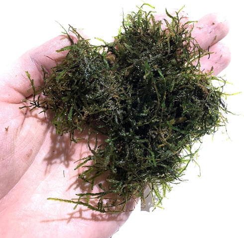 2 1 Marcus Fish Tanks Java Moss Taxiphyllum Barbieri Live Aquarium Moss Aquatic Plants Vesicularia Dubyana Buy G
