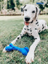Tuff Pupper SuperChewy Tough Dog Bone Toy, Lifetime Replacement, Strong Natural Rubber, Great Fetch Toy for Dogs