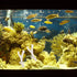 Aquarium Filtration Stones, Bag of Coral Bone Filtration Media for Fish Tank Decorative Gravel