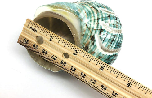 PEPPERLONELY 1 3-1/2 Inch 4 Inch PC Spiral Jade Turbo Sea Shell, Hermit Crab Sea Shells, ~