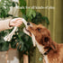 Natural, Non-Toxic Cotton Rope Toys for Small and Medium Dogs | 2-Pack | Durable & Eco-Friendly | Unique Boho Designs with Handle | Interactive Dog Toy