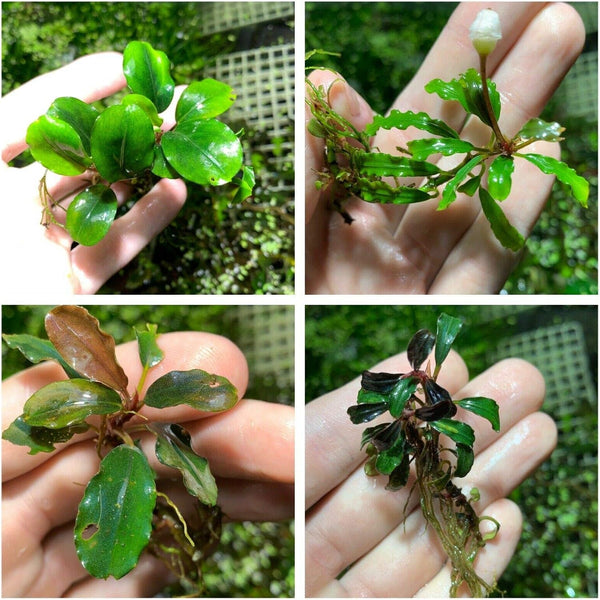 TruBlu Supply Bucephalandra Various Rhizomes Buce Live Aquarium Plant Freshwater - Buy 2 Get