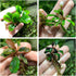 TruBlu Supply Bucephalandra Various Rhizomes Buce Live Aquarium Plant Freshwater - Buy 2 Get
