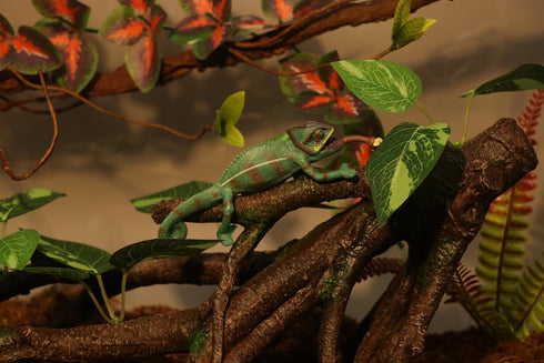 AQUA KT Reptile Climbing Branch Tree Trunk with Leaves for Lizard Bearded Dragon Snake Gecko Leopard Chameleon Frog
