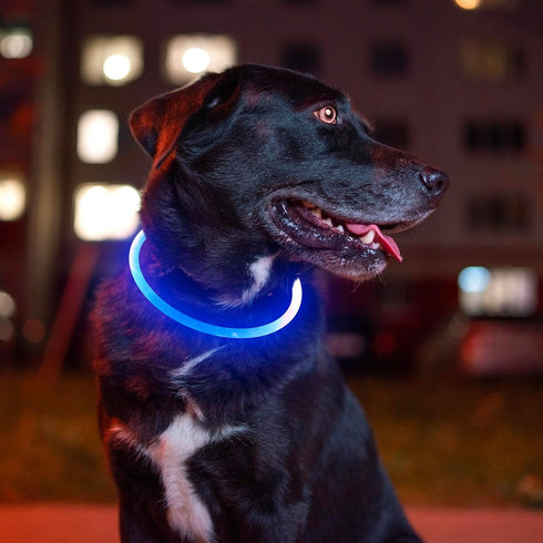 BSEEN Light Up Dog Collar, USB Rechargeable Flash Necklace for Pet Safety, Blue for Small Medium Large Dogs