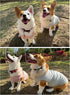 Koneseve Dog Shirt Vest, Lightweight Stretchy T-Shirts for Small Medium Large Dogs, 2 Pack Pink + Green