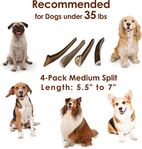 Elk Antler Chews for Dogs | Naturally Shed USA Collected A-Grade Premium Elk Antler Dog Chews | 4-Pack Medium Split