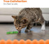 Catnip-Infused Wiggle Worm Dental Chew Toy for Cats