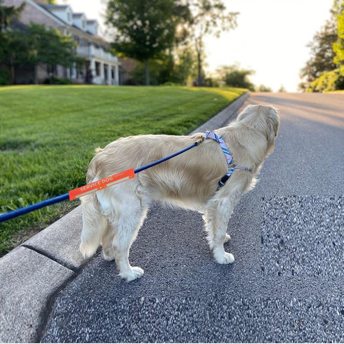 Service Dog Leash Sleeve Service Dog I Need Space, Dog Leash Wrap in Training Give Us Space, Highly Visible Dog Rope Wrap for Pet Dogs Walking, Dog Leash Travel accessories