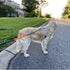 Service Dog Leash Sleeve Service Dog I Need Space, Dog Leash Wrap in Training Give Us Space, Highly Visible Dog Rope Wrap for Pet Dogs Walking, Dog Leash Travel accessories