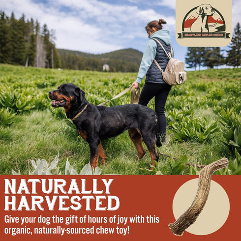 Heartland Deer Antlers for Dogs, Grade A Naturally Shed Antlers, Chew Toy for Aggressive Chewers & Teething Puppies