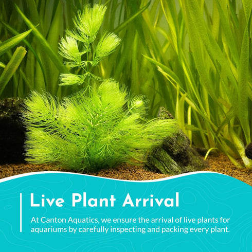 6 Pack 6 Live Aquarium Hornwort Coontail Indoor Plants - Excellent Aquarium Plant - Beautiful Effect to Aquarium - Fast