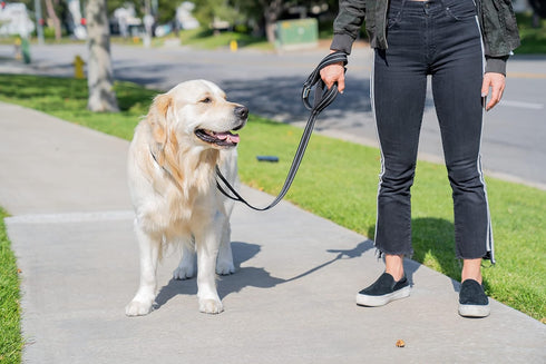 Shed Defender 5 ft. Standard Dog Leash, Three Padded Traffic Handles, Heavy Duty Reflective Stitching for Large and