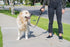 Shed Defender 5 ft. Standard Dog Leash, Three Padded Traffic Handles, Heavy Duty Reflective Stitching for Large and