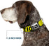 Buckle-Down Dog Collar, Wide Small, Caution Yellow/Black, 13-18"