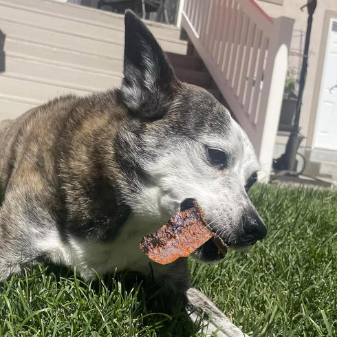 Pupford Salmon Jerky Treats for Dogs, 4 oz - Made in USA, 100% Real Meat, No Fillers, Tasty Snacks for All Ages