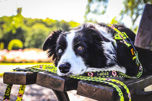 Dingo Dog Lead Do Not Pet Leash for Puppies, Training, Working, Service, Emotional Support, Yellow Dog Leash M 15363